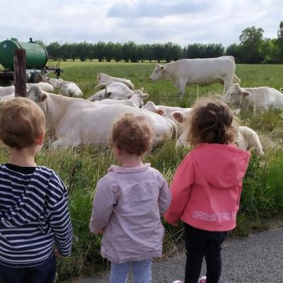 ah la vache !