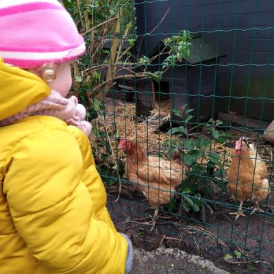 Les poules