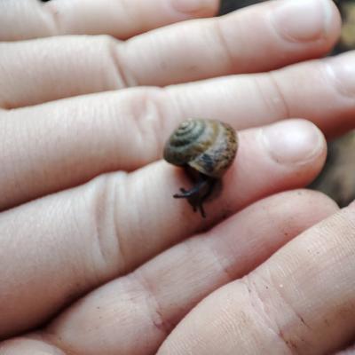 Petit escargot 1