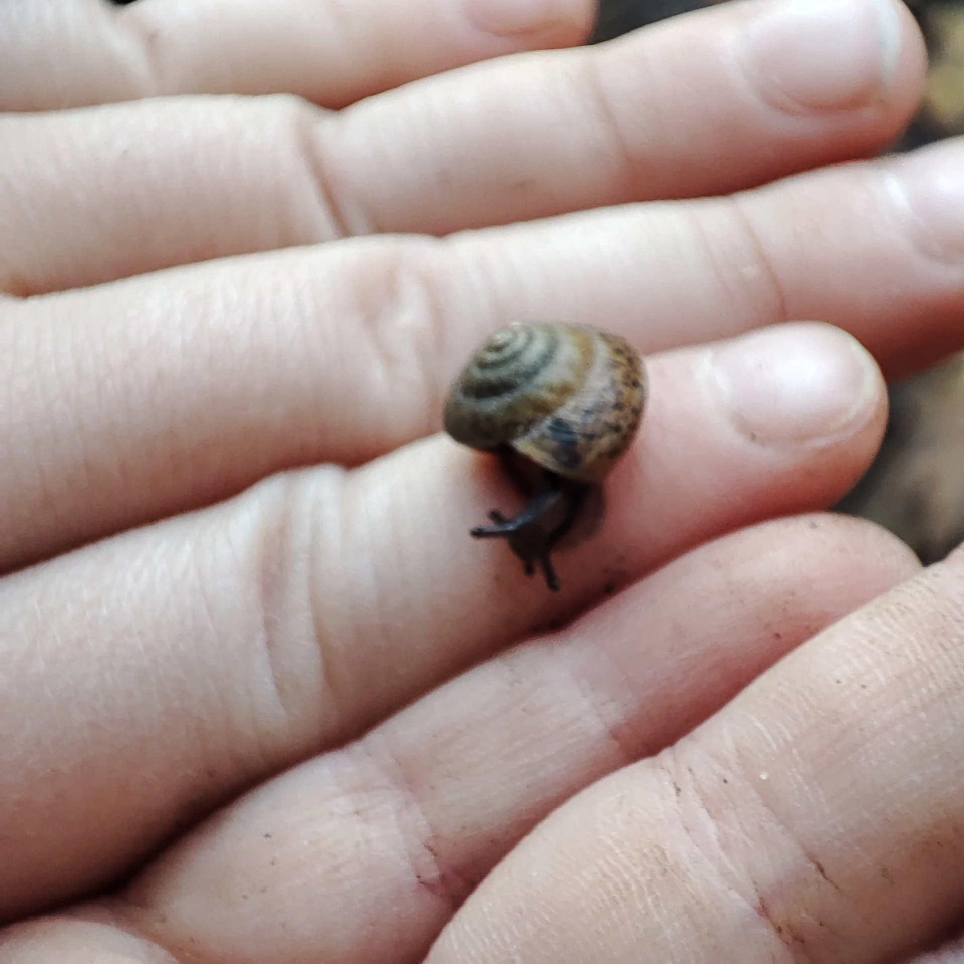 Petit escargot